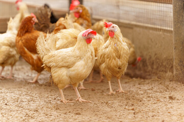 Group of chickens standing in a row, each clucking and pecking at the ground.