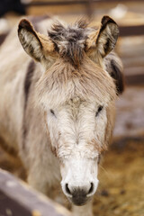 Fototapeta premium Donkey up close in a spacious pen, peacefully grazing, surrounded by wooden fencing. Vertical photo