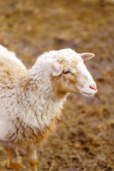 Sheep peacefully stands surrounded by golden hay in a farm pen, showcasing a serene and idyllic rural scene. Vertical photo
