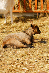 Goat peacefully grazing in field under the warm sunlight, showcasing its beauty and tranquility.