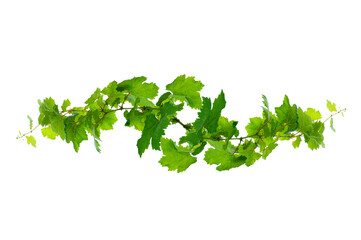 leaf vine Isolate on transparent background PNG file