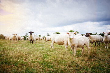Fototapeta premium Nature, field and sheep on farm in outdoor, countryside and pasture environment for protection of exporting. Animal, grass and livestock agriculture for farming or slaughter, sustainability and wool.