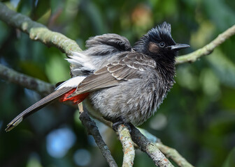 Red vented bulbul resting on a tree.