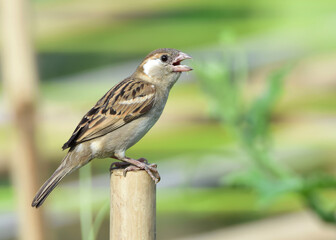 House sparrow standing on a bamboo  fence