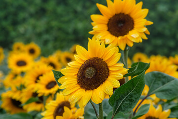 Sunflowers in Northern Blossoms garden in Atok Benguet Philippines.