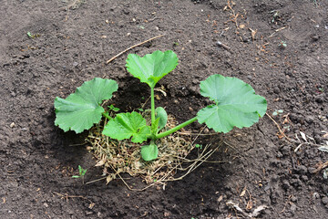 a zucchini seedling growing in the dirt with a green leaf  
