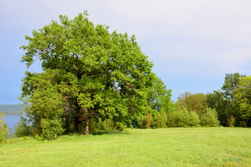 an oak tree in a field with a sky background