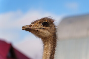 Ostriches with long necks and large eyes are standing peacefully side by side in a pen on farm