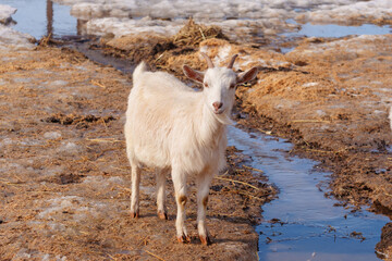 Obraz premium Goats gracefully making their way across a muddy field on farm.
