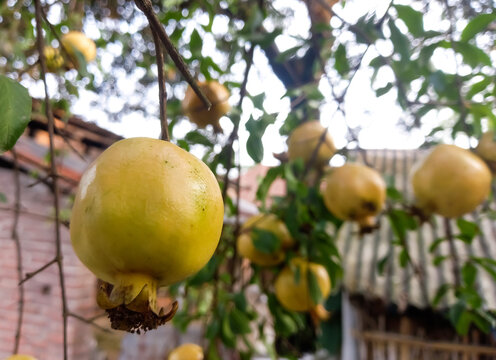 Pomegranate - Punica Granatum, called Anar or Dalim or Bedana fruit tree from Bangladesh. Granada Types Of Fruits And Vegetables, Garden Trees.