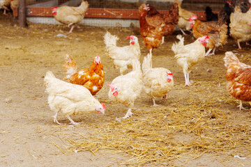 Chicken gracefully moves across a dry dirt field, its feathers shimmering in the sunlight.