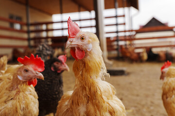 Group of chickens, each displaying their unique feathers under the open sky.