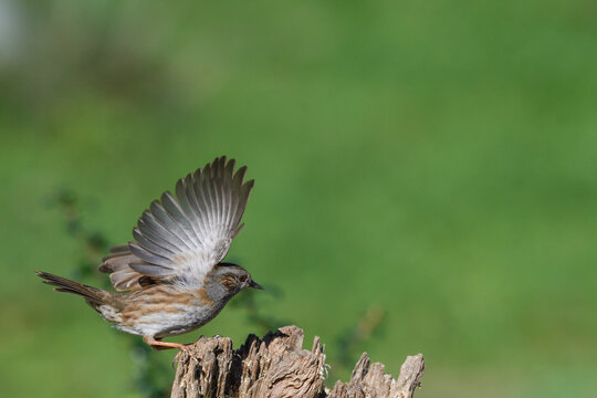 Closeup of dunnock perched on a log