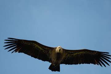 Closeup of a griffon vulture in flight