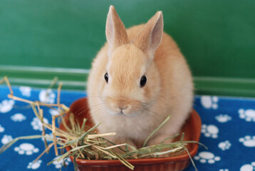 Netherland Dwarf rabbit sitting on a food bowl eating hay © Seattle Roll