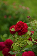 red rose