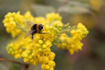 Bee taking pollen from a yellow flowers. Macro insect photography. Blur background. Copy space. Horizontal view.