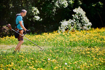 Landowner uses backpack suspension for gasoline-powered weed trimmer when removing flowering dandelions on his property.