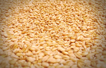the weat  grain food image background for food banner and former poster