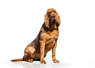 Portrait of an adult Bloodhound dog isolated on a white background