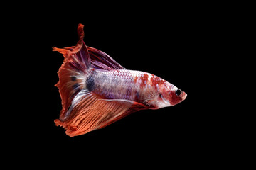 Siamese betta fish on black background