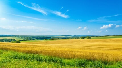 Fototapeta premium A picturesque rural landscape featuring golden fields and vibrant green grass under a clear blue sky