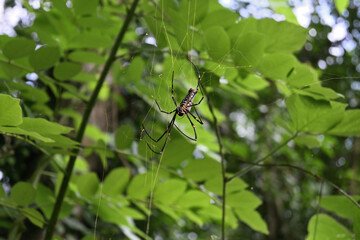 Ventral side view of a giant golden orb weaver sitting on its spider web