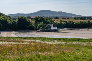wildflower field and a black lab dog