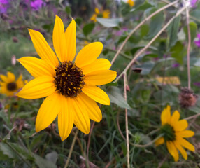 Common sunflower looking very beautiful like real big sunflower