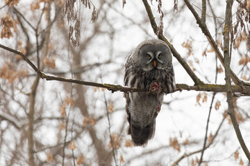 Great gray owl sitting on a tree branch with a caught mouse