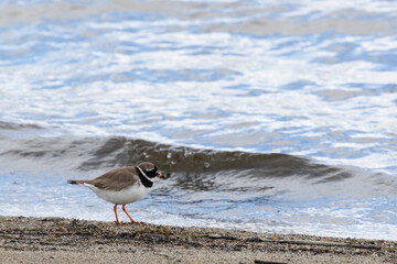 Common ringed plover on the sandy river bank