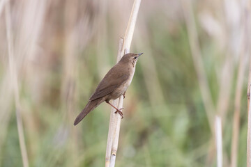 Savi's warbler bird sitting on the reeds