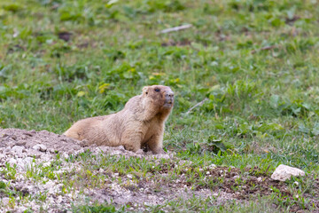 Marmot bobak on the grass on a summer day