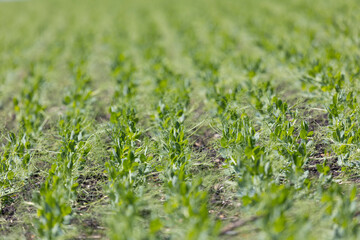 Field with rows of green sprouts