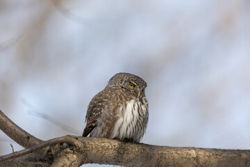 Eurasian pygmy owl sitting on a tree branch in winter day close up