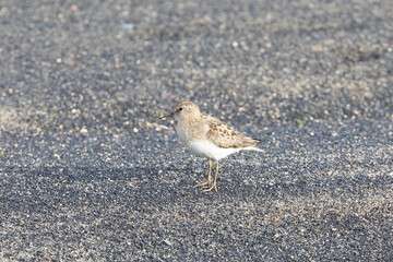 water, summer, nature, animal, animals, portrait, bird, park, beautiful, natural, lake, wildlife, fauna, ornithology, pond, duck, waterfowl, outdoor, eurasian, eurasian wigeon, wigeon, wild