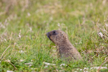 Bobak marmot stand on a grass on summer day