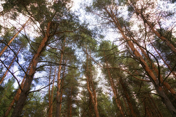 Forest taiga landscape in summer