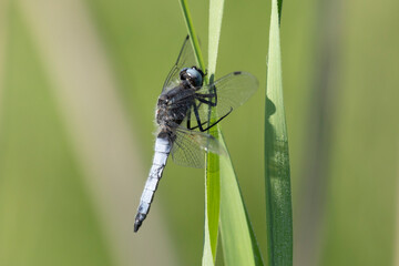 Dragonfly sits on dry grass on a green background close up