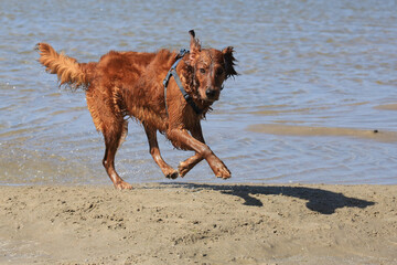 Hund am Strand/Meer