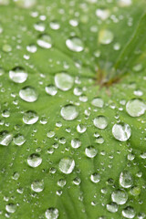 Alchemilla mollis. Lady's Mantle with rain drops in a garden, United Kingdom