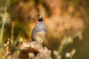 Male California quail (Callipepla californica) sitting on a tree