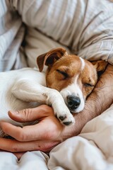 Fototapeta premium Emotional support. A man's hands hold a sleeping Russell Terrier puppy. Heartfelt serenity in grasp.