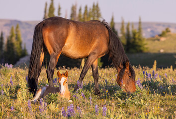 Wild Horse Mare and Foal in Summer in the Pryor Mountains Montana