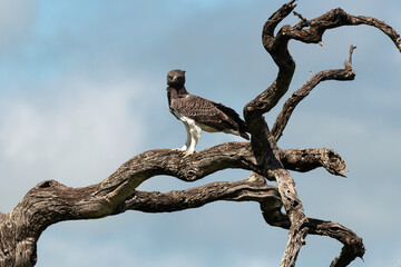 Aigle martial, Polemaetus bellicosus, Martial Eagle
