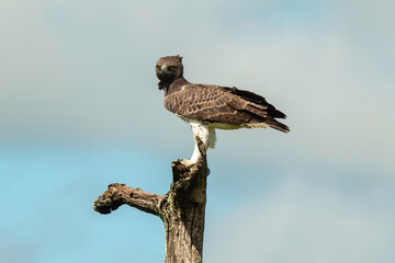 Aigle martial, Polemaetus bellicosus, Martial Eagle