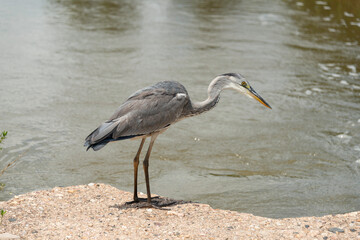 Héron cendré, Ardea cinerea, Grey Heron