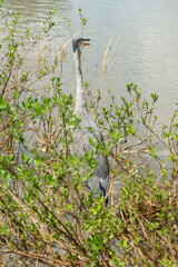 Héron cendré, Ardea cinerea, Grey Heron
