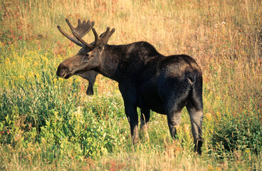 Elan d'Amerique, Orignal, Alces alces, Parc national du Yellowstone,  U.S.A