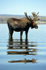 Elan d'Amerique, Orignal, Alces alces, Parc national du Yellowstone,  U.S.A